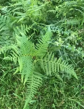 Image of Bracken showing the fronds