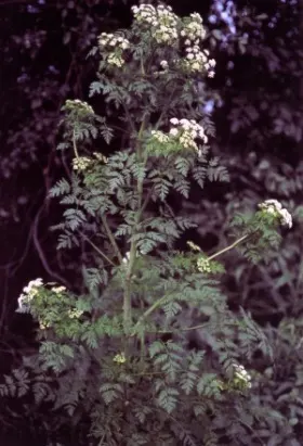 Image of Hemlock showing leaves and flowers