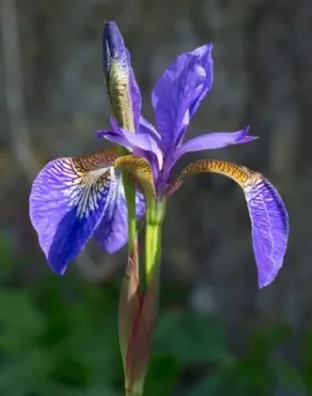 Image of an Iris flower