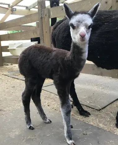 Te Korito Ravel at two months old