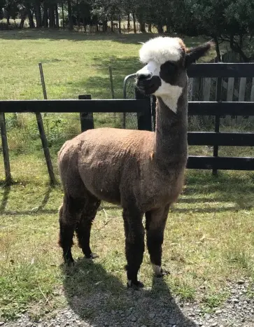 McKenzieFields Kokomo - a rose-grey stud at Te Korito Alpacas