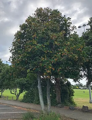 Image of the Karaka plant showing leaves and berries